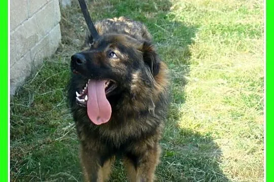3 letni MISIO,25 kg,zrównoważony,spokojny,łagodny_
