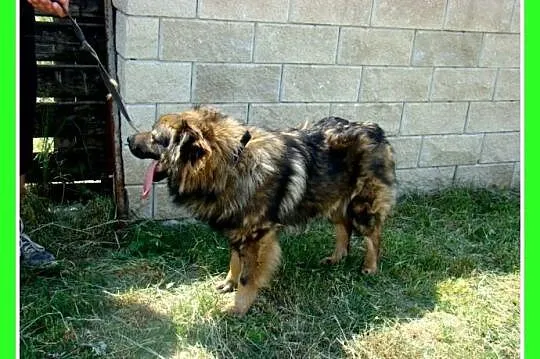 3 letni MISIO,25 kg,zrównoważony,spokojny,łagodny_