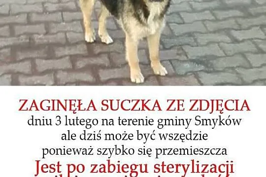 ZAGINĘŁA dzika suczka po operacji, GMINA SMYKÓW pomocy!