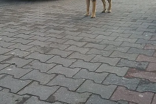 ZAGINĘŁA dzika suczka po operacji, GMINA SMYKÓW po