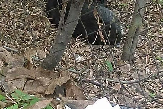 ZAGINĘŁA dzika suczka po operacji, GMINA SMYKÓW po