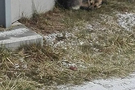ZAGINĘŁA dzika suczka po operacji, GMINA SMYKÓW po