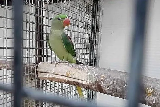 Sprzedam aleksandretty wielkie, obrożne i różowopierśnie, Śląskie, Mizerów