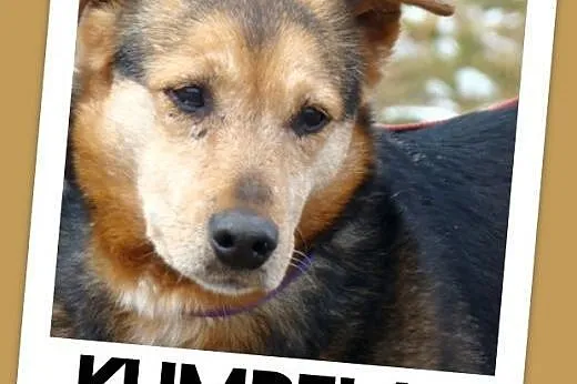 Przekochana starsza sunia KUMPELA,łagodna,rodzinna