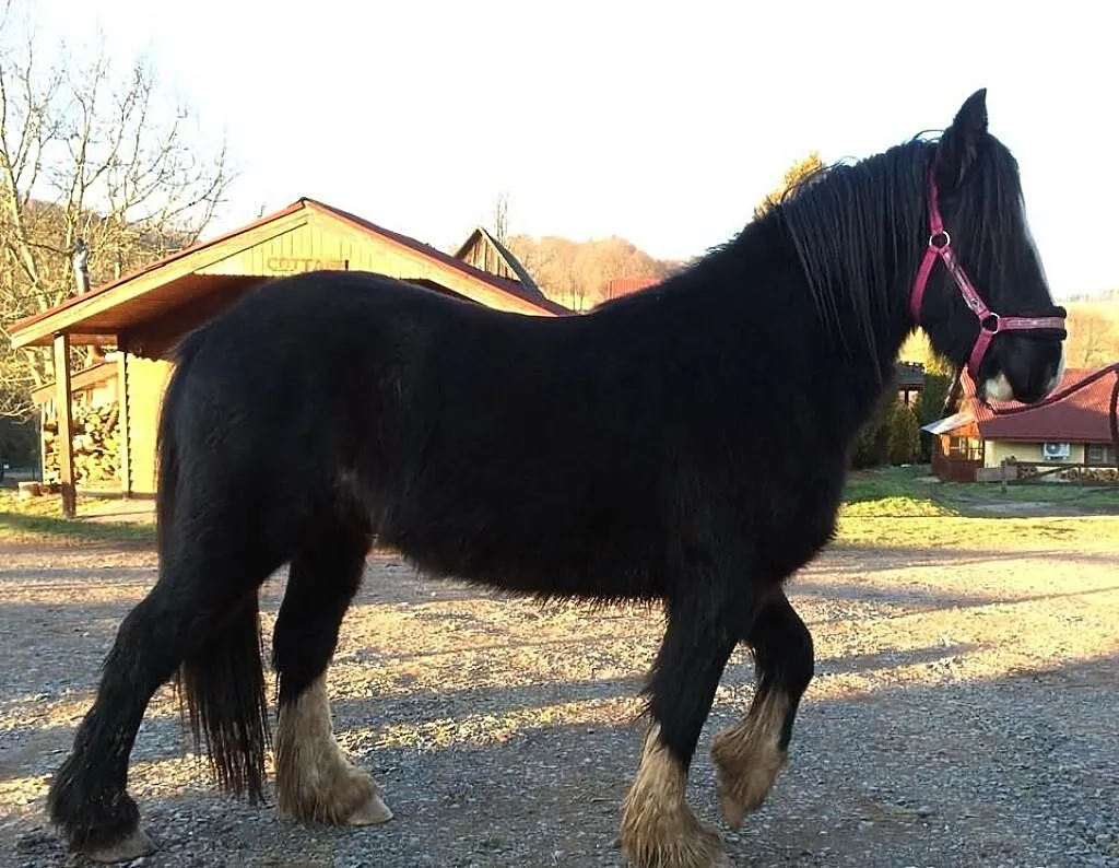 Bourbon, wałach ur. 2012, TINKER, irish cob