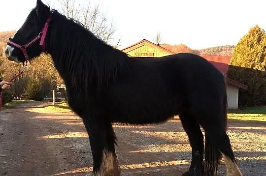 Bourbon, wałach ur. 2012, TINKER, irish cob