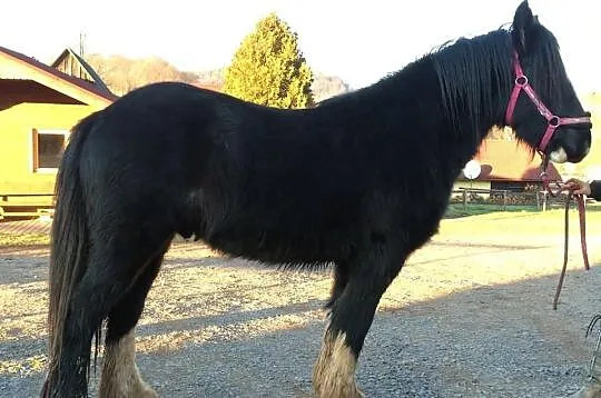 Bourbon, wałach ur. 2012, TINKER, irish cob