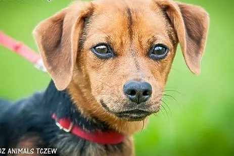 OTOZ Animals - Reja - nieduża, młodziutka kochana sunia!,  pomorskie Tczew