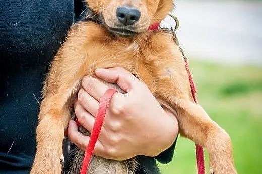 OTOZ Animals - Reja - nieduża, młodziutka kochana 