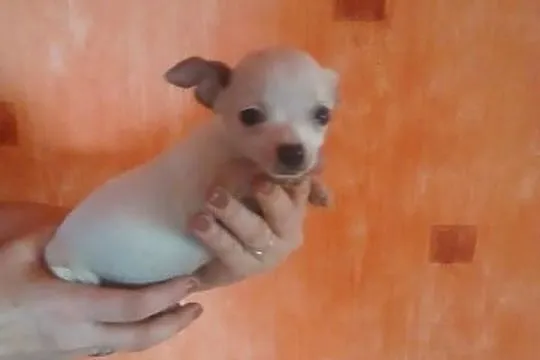 Chihuahua szczeniak - piesek