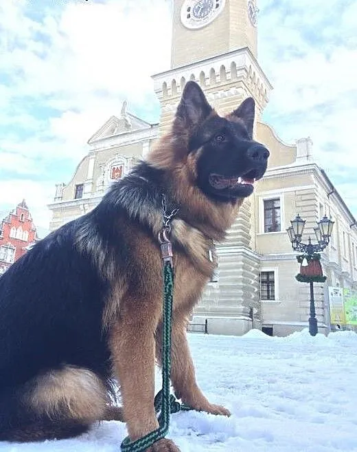 Rasowy owczarek pozna Panne, lubuskie Świebodzin