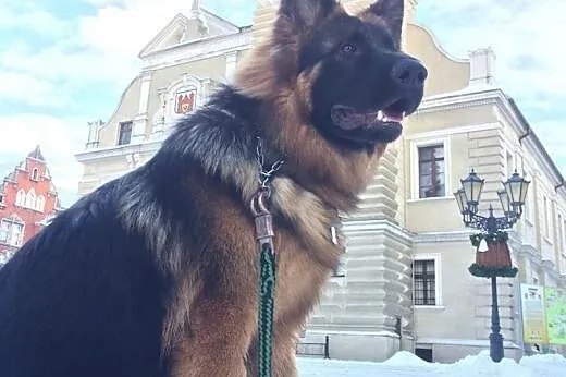 Rasowy owczarek pozna Panne,  lubuskie Świebodzin