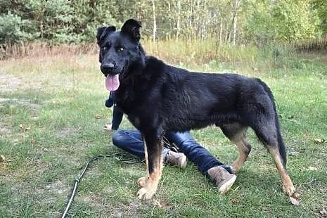 Duży,młody,wesoły pies Portos do ADOPCJI !,  małopolskie Kraków