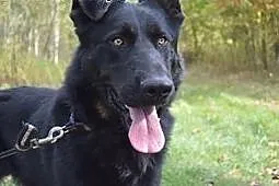 Duży,młody,wesoły pies Portos do ADOPCJI !,  małop