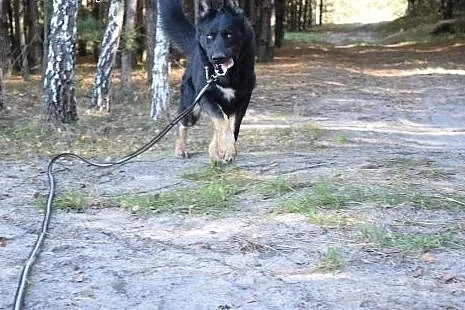 Duży,młody,wesoły pies Portos do ADOPCJI !,  małop