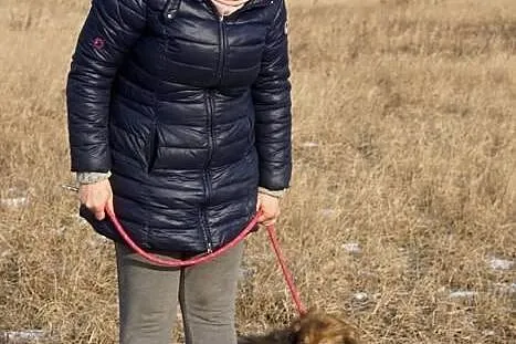 Badi, mały kudłacz do pokochania!