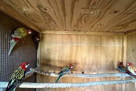 Rozelle białolice pary lęgowe i młode