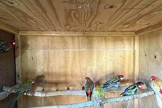 Rozelle białolice pary lęgowe i młode, Mazowieckie, Chomentów-Puszcz