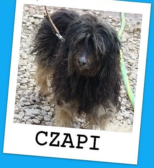 CZAPI PON mix,średni, przyjazny kudłacz,wesoły,tow