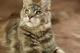 Kotka Maine Coon, Tsunami Koty Thomasa*PL