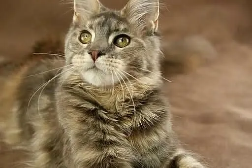 Kotka Maine Coon, Tsunami Koty Thomasa*PL