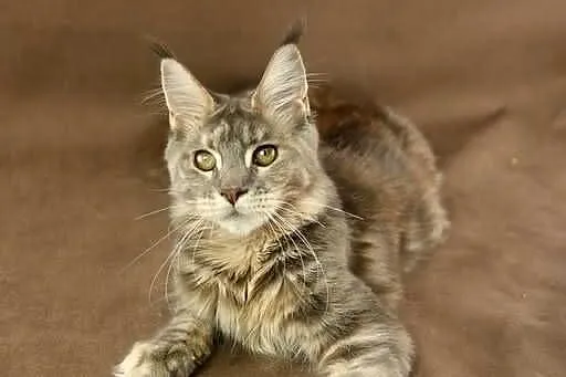 Kotka Maine Coon, Tsunami Koty Thomasa*PL, Wielkopolskie, Poznań