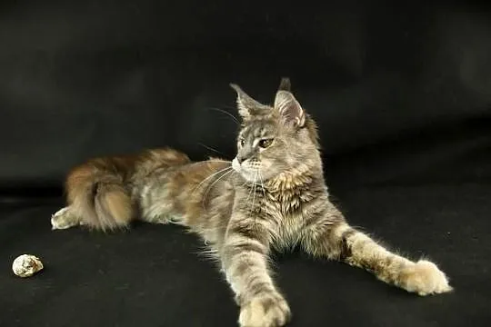 Kotka Maine Coon, Tsunami Koty Thomasa*PL, Wielkopolskie, Poznań