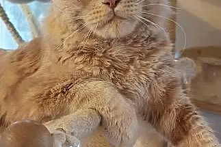 Kotka Maine Coon, Tsunami Koty Thomasa*PL, Wielkopolskie, Poznań