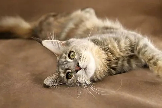 Kotka Maine Coon, Tsunami Koty Thomasa*PL, Wielkopolskie, Poznań