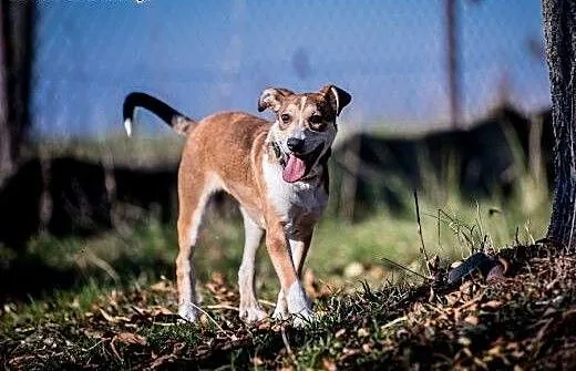 5 miesięczna suczka mix aussie, wielkopolskie Poz