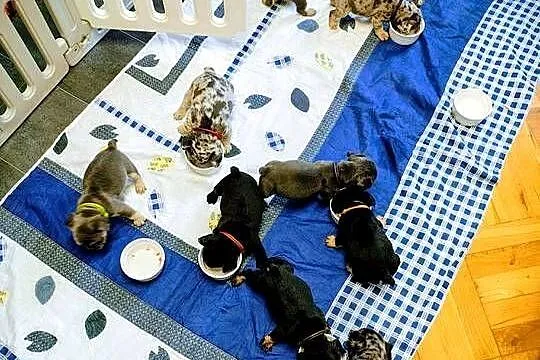 Cudowne maluszki buldog francuski VanDogs stawiamy na socjalizację