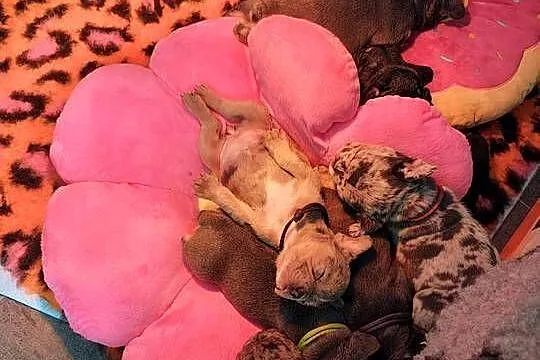 Cudowne maluszki buldog francuski VanDogs stawiamy na socjalizację, Świętokrzyskie, Staszów