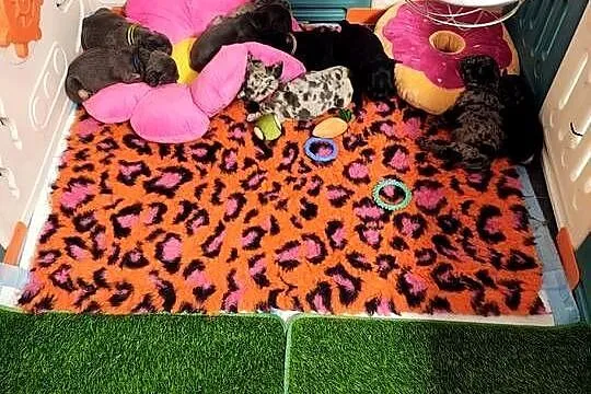 Cudowne maluszki buldog francuski VanDogs stawiamy na socjalizację, Świętokrzyskie, Staszów