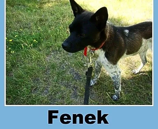 Nakrapiany, łagodny pies Fenek -adopcja, dolnoślą