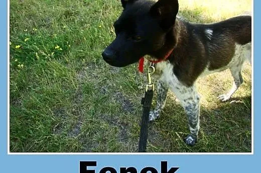 Nakrapiany, łagodny pies Fenek -adopcja, dolnośląskie Wrocław