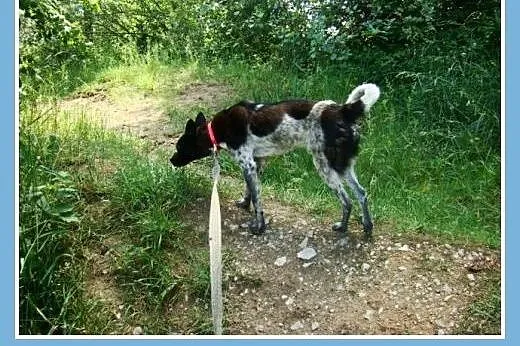 Nakrapiany, łagodny pies Fenek -adopcja,  dolnoślą