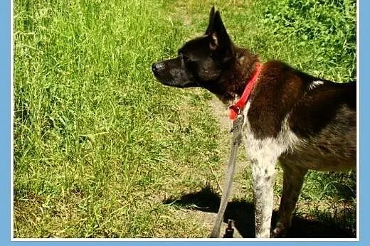 Nakrapiany, łagodny pies Fenek -adopcja,  dolnoślą