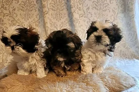 Sprzedam pieski z rodowodem ShihTzu