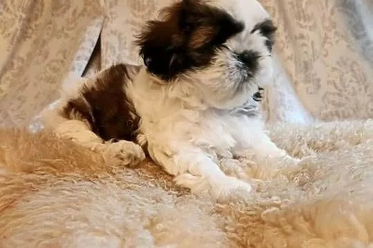 Sprzedam pieski z rodowodem ShihTzu, Kujawsko-pomorskie, Strzelno