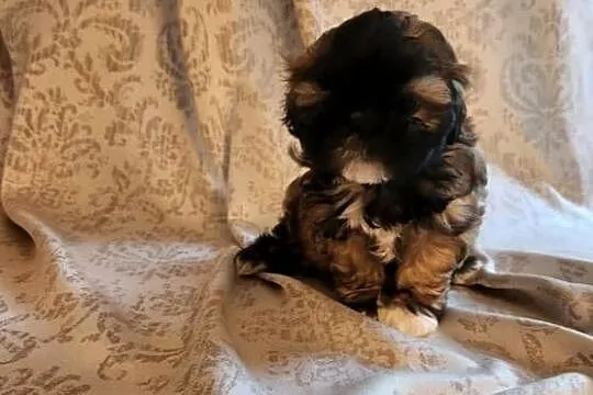 Sprzedam pieski z rodowodem ShihTzu, Kujawsko-pomorskie, Strzelno