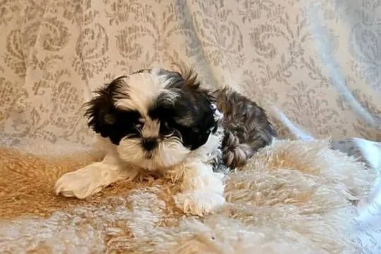 Sprzedam pieski z rodowodem ShihTzu, Kujawsko-pomorskie, Strzelno
