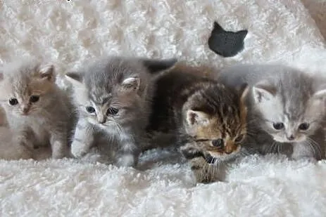 Piękne kocięta brytyjskie z domowej hodowli,  warm