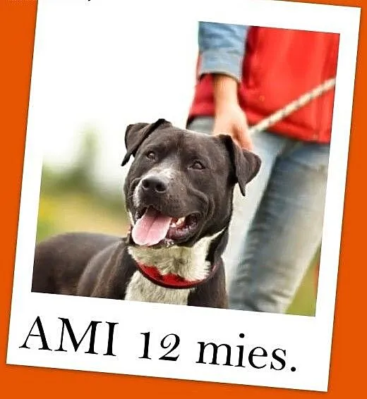 Amstaff mix,młody 12 mies.przyjazny,aktywny pies A