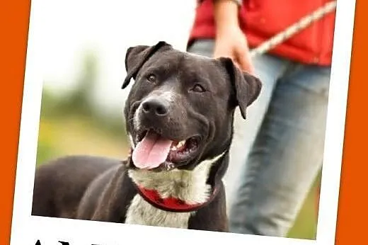 Amstaff mix,młody 12 mies.przyjazny,aktywny pies A