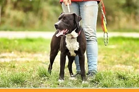 Amstaff mix,młody 12 mies.przyjazny,aktywny pies A
