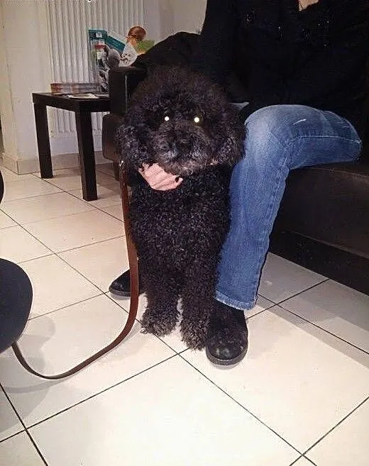 Afro - psiak o niezwykłej urodzie. Adopcja, mazow