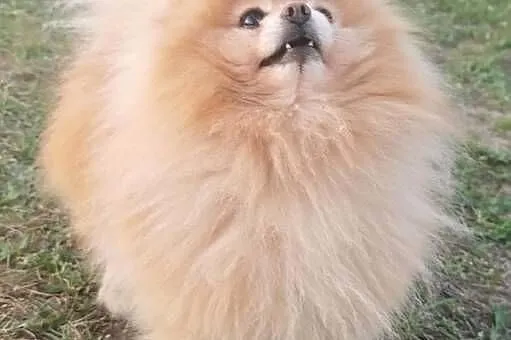 Dorosły pomeranian z uprawnieniami FCI