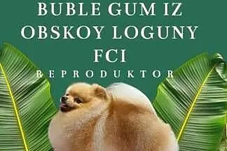 Dorosły pomeranian z uprawnieniami FCI, Mazowieckie, Warszawa