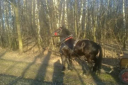 Klacz zimnokrwista