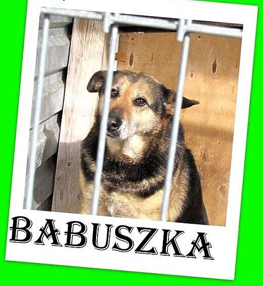 Kilka lat w schronisku,spokojna suczka BABUSZKA cz